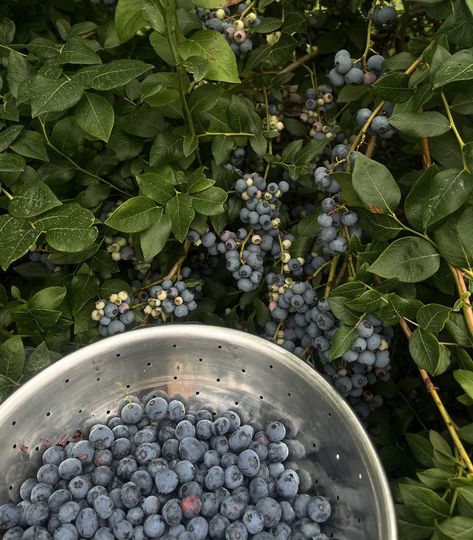 the best weekend 🥯🍓🧸🌊🍊 Miley Cyrus Summer, Macbook Theme, Blueberries Aesthetic, Farmers Market Aesthetic, Picking Blueberries, Market Aesthetic, Blueberry Girl, Blueberry Picking, Blue Fruits