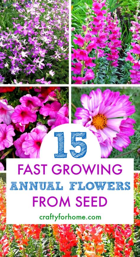 Scented Plants, Flowers From Seed, Indoor Gardening Supplies, Easiest Flowers To Grow, Grow From Seed, Easy Flowers, Texas Gardening, Fall Vegetables, Magic Garden