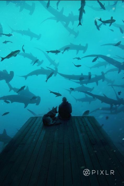 Shark Fantasy Art, Underwater Surrealism, Dream Big Aesthetic, Shark Aesthetic Wallpaper, Shark Wallpaper Aesthetic, Therian Room, Sharks Underwater, Big Aesthetic, Surreal Underwater