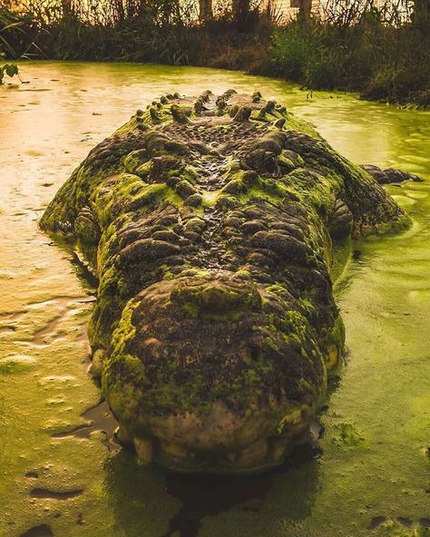 “What do you think the monster crocodile “Tripod” is thinking about? 🐊👀 Photo by @iamsavi #wildlife #earthpix #love #nature #canon @bbcearth…” Saltwater Crocodile, Interesting Animals, Crocodiles, Wildlife Nature, Reptiles And Amphibians, African Animals, Diy Stuff, Wildlife Animals, Animal Photo