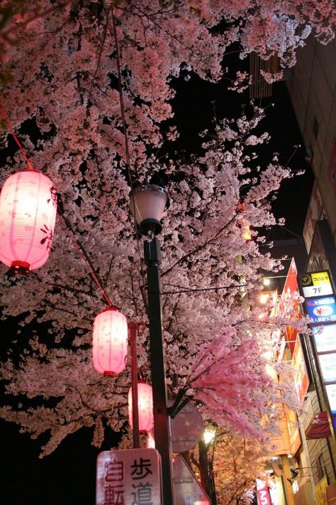 Japan Cherry Blossom Japan, Cherry Blossom Trees, Japanese Lanterns, Sakura Tree, Pretty Landscapes, Japan Aesthetic, Aesthetic Japan, Japanese Aesthetic, Blossom Trees