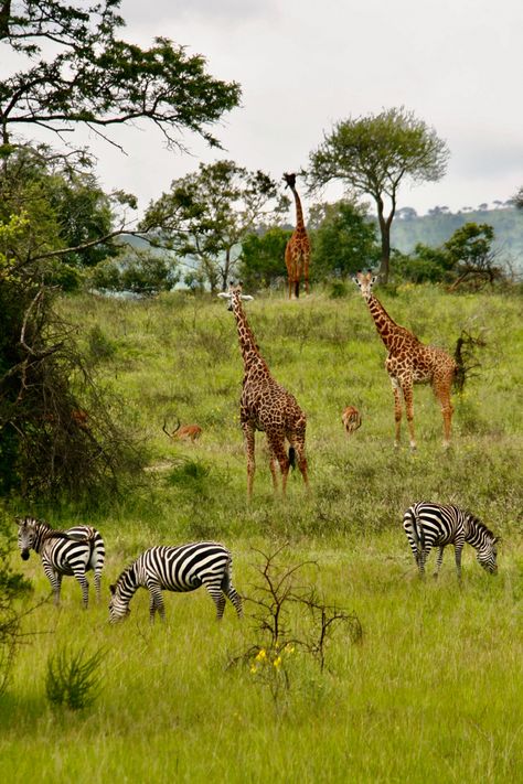 Safari In Africa Kenya, Africa Nature Photography, Safari Kenya Aesthetic, African Nature Aesthetic, Safari Botswana, Kenyan Safari, Safari Pictures, Safari Aesthetic, African Wildlife Photography