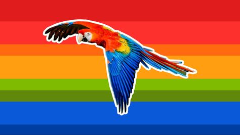 Bird Xenogender, Bird Gender, Silly Xenogenders, Xeno Flags, Xeno Genders, Xeno Hoard, Xenogender Hoard, Gender Pronouns, Gender Flags