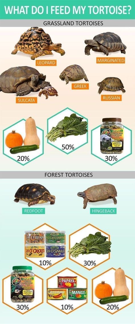 Tartaruga Habitat, Russian Tortoise Diet, Animal Enclosures, Red Footed Tortoise, Water Forest, Tortoise Food, Turtle Care, Tortoise House, Tortoise Table