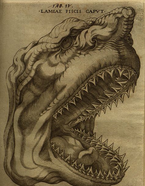 Shark from Elementorum myologiae specimen, 1667 by Nicolaus Steno (Niels Steensen, Nicolaus Stenonis) (Danish, 1638–1686) Medieval Tattoo, Medieval Artwork, Dark Visions, Jonah And The Whale, Mythical Beasts, Propaganda Art, Relief Printing, Macabre Art, Jules Verne