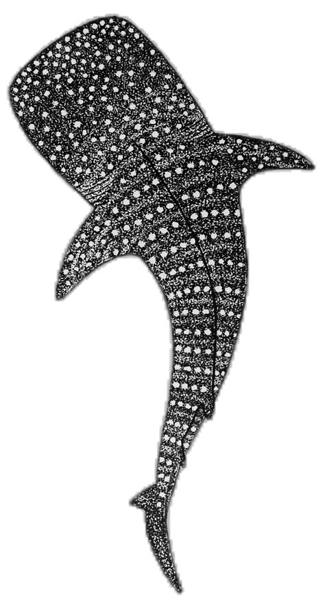 Hammerhead Shark Silhouette, Wale Sharks Drawing, Whale Shark Painting Easy, Shark Drawing Easy, Whale Shark Pattern, Whale Shark Drawing, Whale Shark Art, Stippling Drawing, Shark Painting