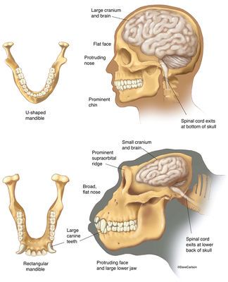 Evolution & Genetics | Carlson Stock Art Genetics Illustration, Animal Cell Structure, Evolution Theory, Veterinary Anatomy, Anatomy Of Human, Comparative Anatomy, General Biology, Evolution Art, Biology Projects