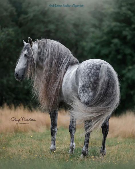 Lusitano Stallion, Dapple Grey Horses, Lusitano Horse, Pictures With Horses, Akhal Teke Horses, Horse Mane, Enchanted Wood, Andalusian Horse, Most Beautiful Horses