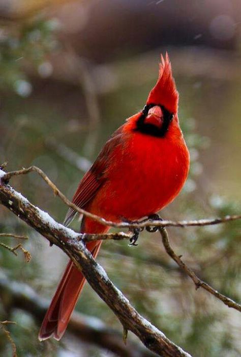 Beautiful Red Robin, My Good Luck Charm!!! Red Robin Bird, Cardinal Birds Art, Wild Birds Photography, Starved Rock, Different Types Of Animals, Northern Cardinal, Red Robin, Robin Bird, Bird Crafts