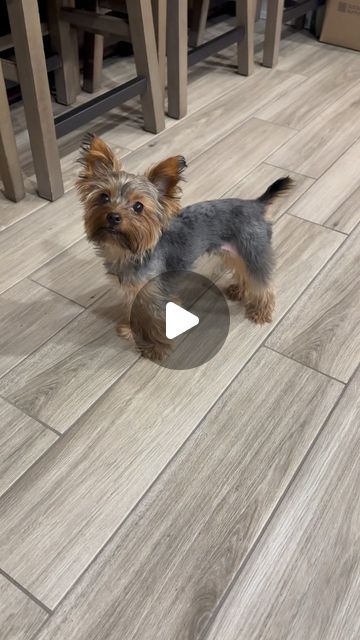 𝗖𝗵𝗲𝘄𝘆 • 𝗧𝗵𝗲 𝗧𝗲𝗮𝗰𝘂𝗽 𝗬𝗼𝗿𝗸𝗶𝗲 on Instagram: "Realizing I have a 3rd knee 🤭

Follow me: @chewy_the_teacup_yorkie 

#yorkie #yorkshire #dogreelsofinstagram #dogvideosofinstagram #cutedogs #littledogs #yorkiesofcalifornia" Yorkie Chihuahua Mix, Mini Yorkie, Teacup Yorkie Puppy, Pet Videos, Teacup Yorkie, Yorkie Poo, Chihuahua Mix, Yorkie Puppy, Teacup Puppies