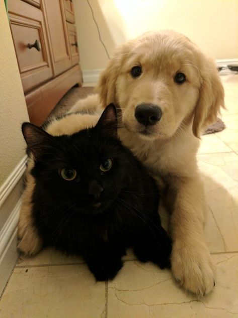 Can Cats and Dogs Communicate With Each Other? Two Dogs And A Cat, Golden Retriever And Black Cat Aesthetic Friends, Black Cat And Dog Together, Dog And Cat Aesthetic, Iconic Friendship Duos, Black Cat Golden Retriever Duo, 2 Cats Together, Cute Animal Couples, Cats And Dogs Aesthetic