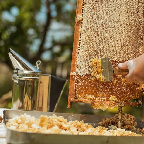 Beekeeping Aesthetic, Langstroth Hive, Backyard Bee, Raising Bees, Aesthetic Health, Tattoo Health, Backyard Beekeeping, Bee Boxes, Bee Farm