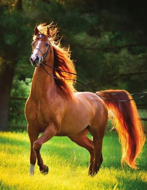 I Got 99 Horses and a Beach Paint One - I Can Has Cheezburger? Cai Arabi, Cai Sălbatici, Rasy Koni, American Saddlebred, Most Beautiful Horses, Most Beautiful Animals, Majestic Horse, Chestnut Horse, Brown Horse