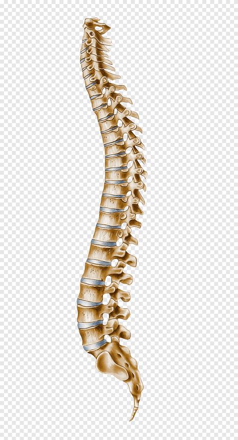 Spinal Cord Drawing, Vertebral Column Anatomy, Human Vertebrae, Vertebrae Anatomy, Human Body Nervous System, Bones Human, Spine Drawing, Spine Anatomy, Nervous System Anatomy