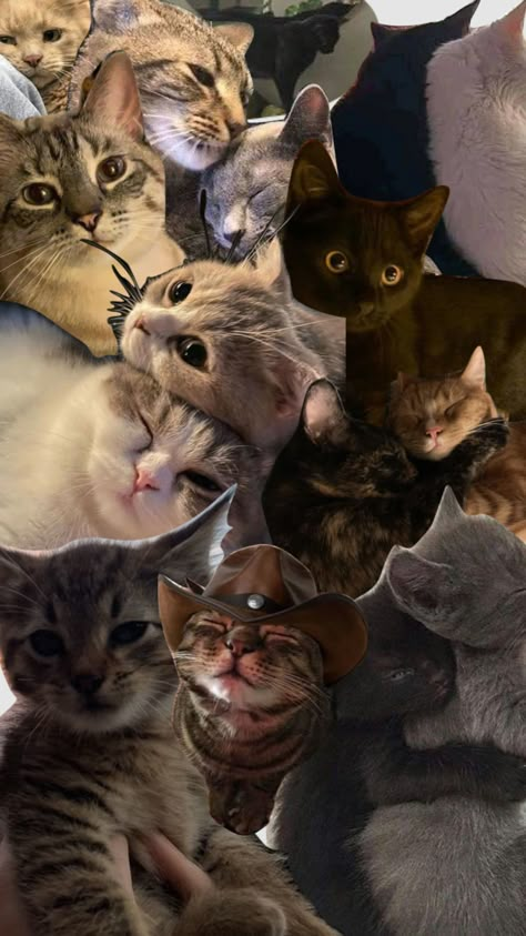 #myfirstshuffle Silly Aesthetic Wallpaper, Cute Cat Lockscreen, Cat Collage Wallpaper, Iphone Xs Max Wallpaper Hd, Cat Wallpaper Lockscreen, Wallpapers Cat, Dog Emotions, Sneaky Cat, Dog Cat Pictures