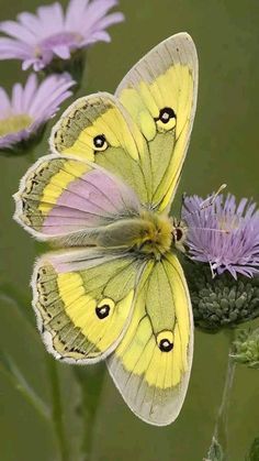 Butterfly Symbolism, Borboleta Tattoo, Colorful Moths, Beautiful Butterfly Pictures, Beautiful Butterfly Photography, Butterfly Art Painting, Butterflies Art, Butterfly Species, Moth Caterpillar