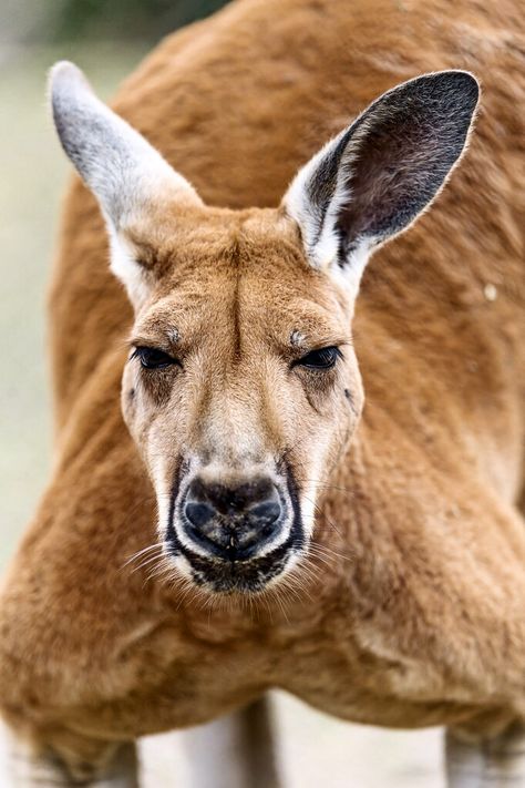 kangaroo... it looks angry... I wouldn't want to be very close by! Male Kangaroo, Red Kangaroo, Australia Animals, Australian Wildlife, Incredible Creatures, Wild Creatures, Australian Animals, Amazing Animals, Wild Things