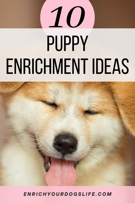 10 Puppy Enrichment Activities, Ideas and Tips for Puppies - Enrich Your Dog's Life Dog Enrichment Ideas Brain Games, Puppy Activities, Tips For Puppies, Puppy Enrichment, Dog Enrichment Toys, Excited Puppy, Puppy Puzzle, Dog Minding, Dog Enrichment