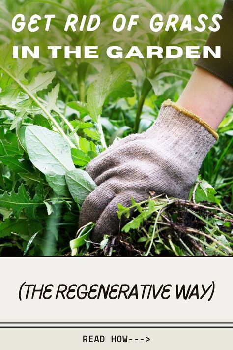 organic weed control tips Regenerative Gardening, Garden Guide, Sustainable Garden, Grow Your Own Food, Small Gardens, Garden Plants, Home And Garden, Plants