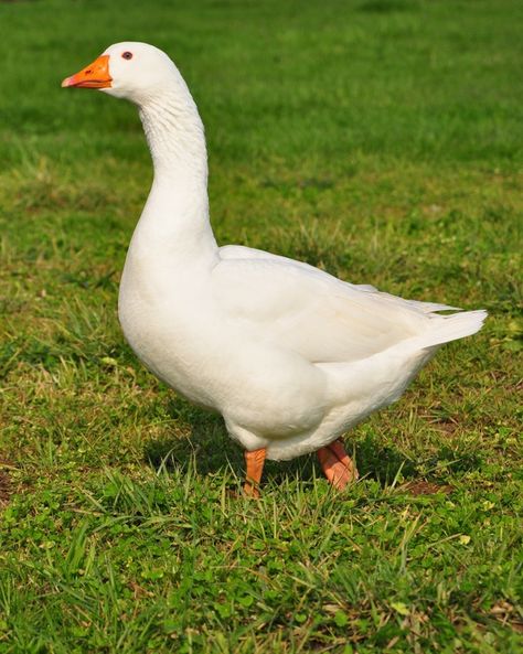 raise healthy geese Farm Geese, Farm Ducks, Pictures Of Animals, Goose Pictures, Geese Breeds, Raising Turkeys, Duck Pictures, Duck Gifts, The Farm