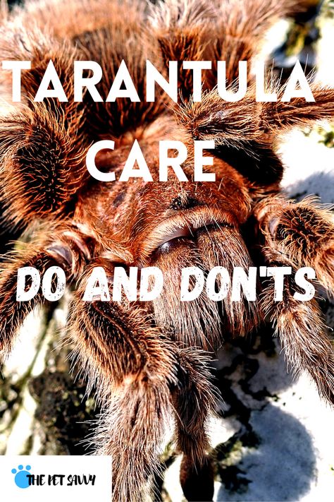 Tarantula Pet, Tarantula Habitat, Tarantula Enclosure, Pet Tarantula, Classroom Pets, Pet Spider, Itsy Bitsy Spider, Dos And Don'ts, Good Environment