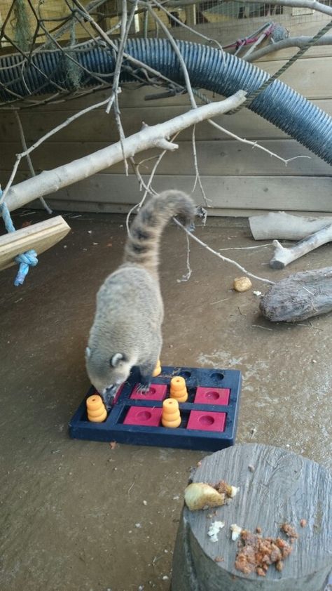 Coati enrichment Coati Enrichment, Raccoon Enrichment, Zoo Enrichment, Enrichment Projects, Animal Enrichment, Wildlife Park, Zoo Animal, Primates, Zoo Animals