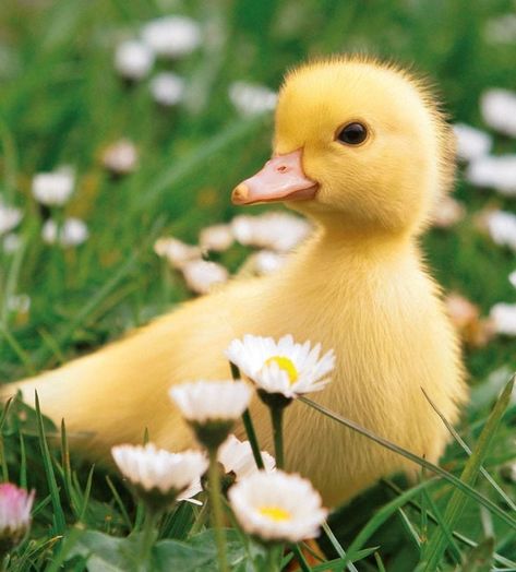 Raising Ducklings, Hope Is The Thing With Feathers, Cute Ducklings, Creation Photo, Animals Photos, Baby Ducks, Emily Dickinson, John Muir, Baby Chicks