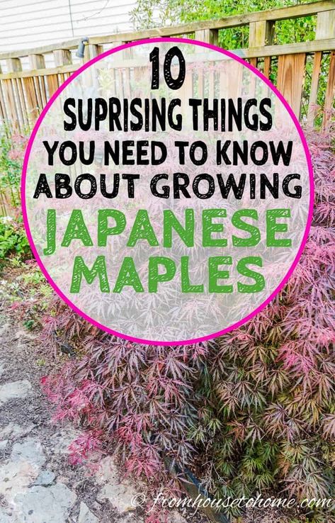 I love these tips on growing Japanese Maples! I didn't know that they grew in the shade and make great container plants, plus all the great information on fertilizing and pruning.  #fromhousetohome #japanesemaples #shadegarden #tree #gardeningtips #gardenideas #japanesegarden #shadelovingshrubs #trees #backyardlandscaping Acer Trees Garden, Japanese Maple And Hydrangea, Asian Inspired Landscaping Front Yards, Types Of Japanese Maple Trees, Japanese Trees Landscape, Japanese Maple Tree Care, Allotment Planning, Japanese Maple Tree Landscape, Maple Tree Landscape