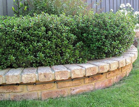 Escallonia HEDGE WITH AN EDGE Escallonia Hedge, Garden Borders, Types Of Soil, Back Garden, Front Garden, Deep Green, Hedges, Garden Beds, Front Yard