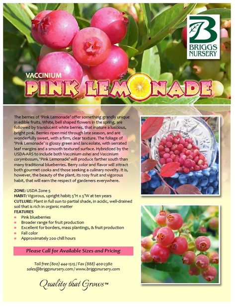 Pink Lemonade Blueberry Bush, Pink Lemonade Blueberries, Pink Blueberries, Blueberry Bush Companion Plants, Blueberry Bush Care, Pink Blueberry, Blueberry Companion Plants, Pink Lemonade Blueberry, Saving Earth