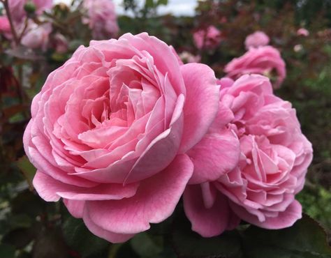 'Summer Romance' Bare-Root Roses Rose Bush Care, Bare Root Roses, Rose Field, Old English Roses, Propagating Roses, Cottage Garden Roses, Rose Farm, Floribunda Roses, Grace Rose