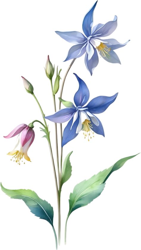 Modern Watercolor Art, Columbine Flower, Flower Art Drawing, Watercolor Fruit, Diy Watercolor Painting, Watercolor Paintings Easy, Flower Art Images, Digital Flowers, Botanical Flowers