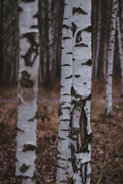 Magical Autumn, Grey Nature, Fur Tree, Forest Cabin, Birch Forest, Autumn Magic, Tree Images, Winter Nature, Look At The Sky