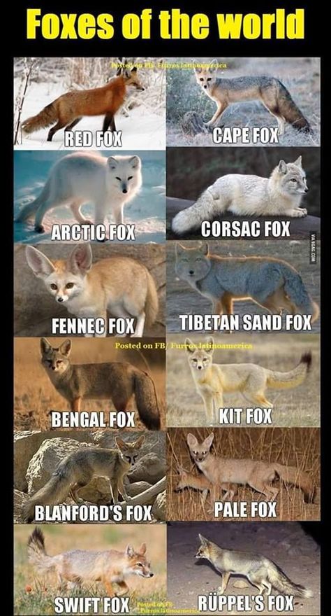 Fox Types, Fox Journal, Fox Facts, Fox Photos, Happy Fox, Fox Pictures, Pet Fox, Wild Dogs, Fox Art