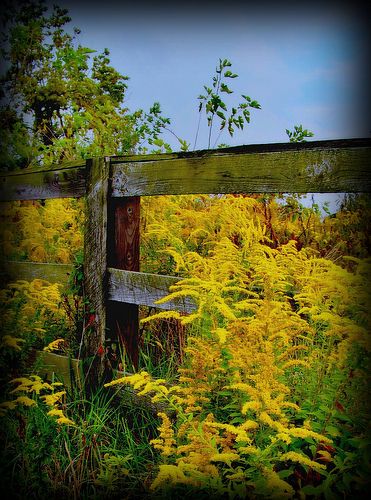 Kentucky Flowers, Kentucky State Flower, Farm Images, Happy Autumn, Kentucky State, Golden Rod, Autumn Days, City Garden, Rural Area