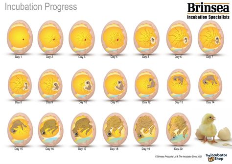 Chicken Hatchery, Incubating Chicken Eggs, Chickens 101, Chicken Hatching, Egg Candling, Animal Infographic, Hatching Chickens, University Of Nottingham, Hatching Chicks