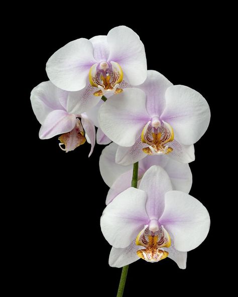 Orchid Wallpaper, Orchid Photography, Orchid Images, Flower Orchid, Flowers Black Background, Orchid Photo, Food Retail, Foto Transfer, Still Life Flowers