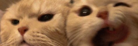 Cute Headers For Twitter, Cat Couple, Cute Banners, Cute Headers, Silly Cats Pictures, Header Banner, Cat Boarding, Cat Person