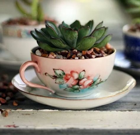 These Succulents in Mini Pots Are the Cutest Thing | Balcony Garden Web Miniature Pots, Mini Succulent Garden, Cactus Terrarium, Teacup Gardens, Ghost Plant, Bean Plant, Mini Cactus, Cute Miniature, Bean Pot