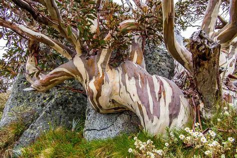 Eucalyptus pauciflora (Snow Gum) Eucalyptus Deglupta, Twisted Branches, Architectural Plants, Amazing Trees, Gum Tree, Street Trees, Specimen Trees, Beautiful Trees, How To Attract Birds