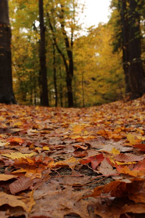 Photograph of Dry Autumn Leaves on the Ground · Free Stock Photo Leaves On The Ground, Painted Objects, Acoustic Guitar Photography, Guitar Photography, Forest Path, On The Ground, Fall Foliage, Fall Leaves, Free Stock Photos