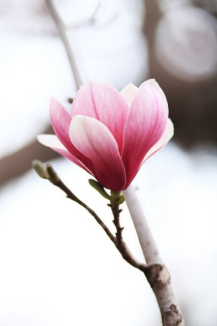 Magnolia, been wanting one of these for a long time now.  Finally purchased, now where to plant? Flowers Types, Names List, Flower Names, Magnolia Flower, Pretty Plants, Arte Floral, Flowers Nature, White Flower, Love Flowers