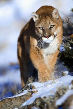 Pumas Animal, Big Cats Art, Puma Cat, Mountain Lion, Majestic Animals, Cat Playing, Beautiful Cats, Big Cats, Wild Cats