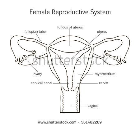 Female Reproductive System Drawing, Reproductive System Drawing, Female Reproductive System Diagram, Male And Female Reproductive System, Female Reproductive System Anatomy, Female Reproductive Anatomy, Biology Drawing, Female Reproductive System, Fallopian Tubes