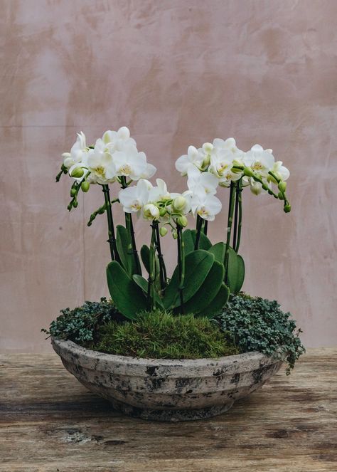 How to: Create an Orchid Arrangement – Burford Garden Co. Orchid Bowl, Creative Planters, Burford Garden Company, Creative Planter, Orchid Planters, Companion Plants, Orchid Pot, Orchid Arrangements, Feeling Inspired