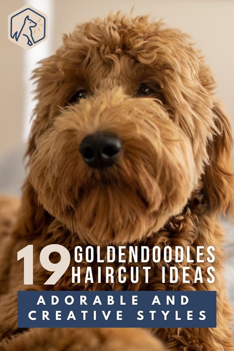 Check out this list of our favorite haircuts for Goldendoodles, including some neat variations on tail and leg trims! #caninecoiffeur #doodledos #doghairstyle Haircuts For Doodles, Haircuts For Mini Goldendoodles, Doodle Tail Grooming, Haircuts For Goldendoodles, Sproodle Grooming, Goldendoodle Grooming Styles Teddy Bears, Golden Doodle Tail Grooming, Goldendoodle Haircuts Teddy Bears, Long Haired Golden Doodle