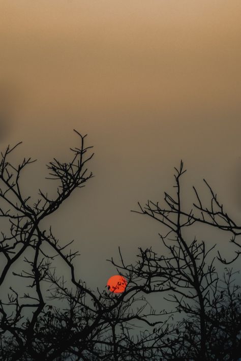 Sun Peeking Through Trees, Sycamore Tree Aesthetic, Tree Silhouette Sunset, Silhouette Nature, Trees Aesthetic, Burning Sun, Branch Tree, Sycamore Tree, Evening Sun