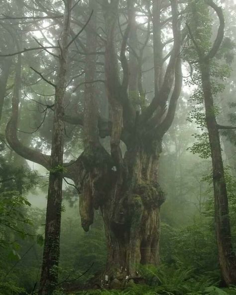 Forest Grove, Cedar Tree, Sacred Tree, Cedar Trees, Old Tree, Ancient Forest, Beautiful Tree, Cemetery, Picture Video