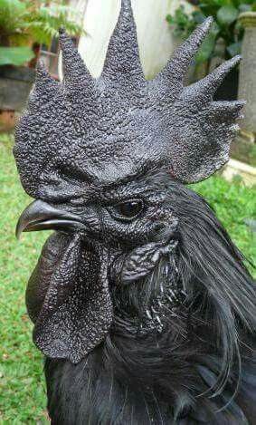 Pretty Chickens, Rare Chicken Breeds, Ayam Cemani, Chicken Pictures, Fancy Chickens, Black Chickens, Black Rooster, Beautiful Chickens, Chickens And Roosters