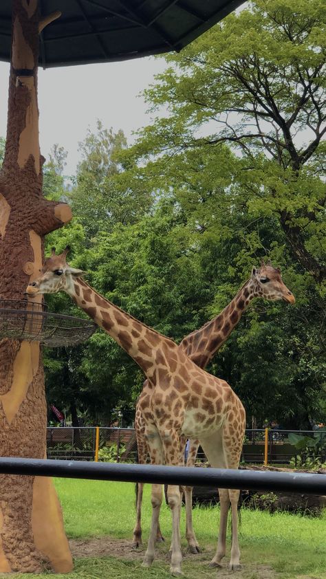 Aesthetic Giraffe, Giraffe Aesthetic, Anime Tattoo Designs, Dallas Zoo, Zoo Animals Photography, Aesthetic Animals, Zoo Architecture, Giraffe Pictures, Baby Shower Giraffe